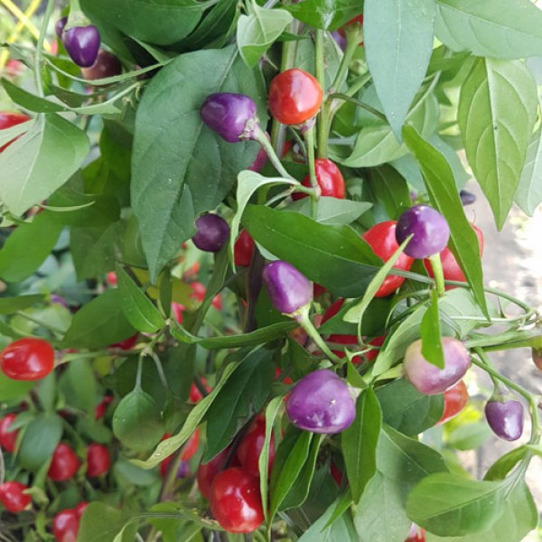 Filius_Blue_Ornamental_Chili_Samen_1.jpg