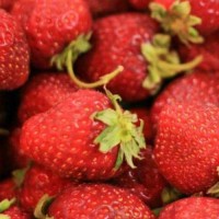 Erdbeere_Four_Seasons_Samen_1.jpg Erdbeere_Four_Seasons_Samen_1.jpg