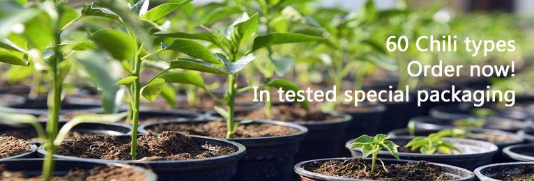 Chili plants