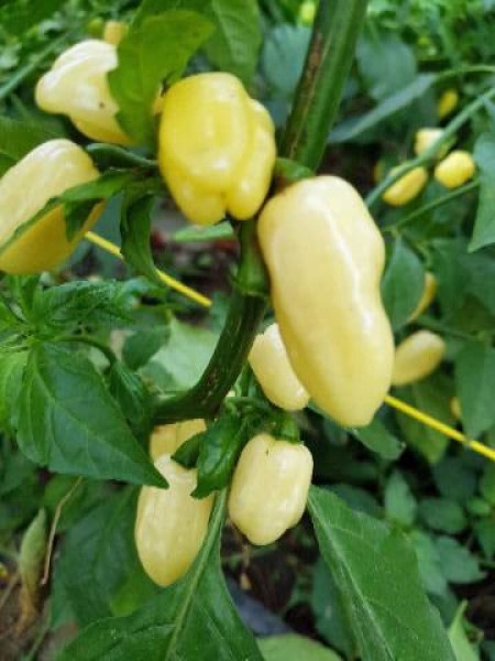 Habanero Ivory Seeds