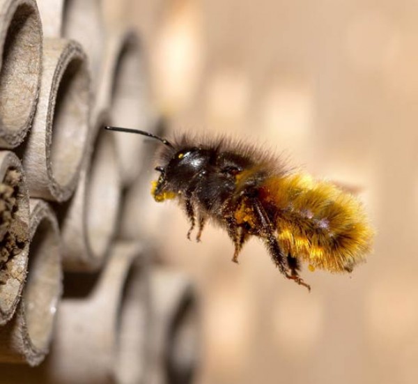 Bienenfreundlicher_Garten_1.jpg