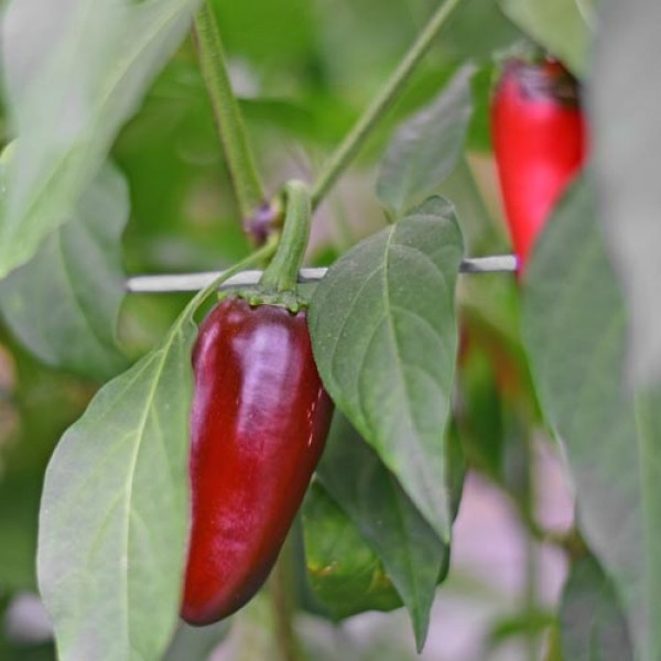 Jalapeno_Summer_Heat_Chili_Samen_01.jpg
