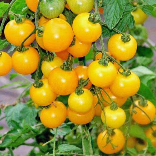 Order Ola Polka tomato seeds online - chili-shop24.de