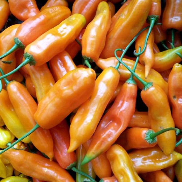 Aji Amarillo Chili Seeds