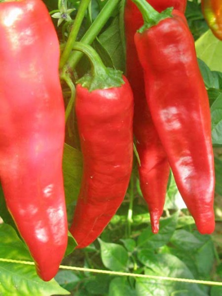 Georgia Flame Chili Seeds