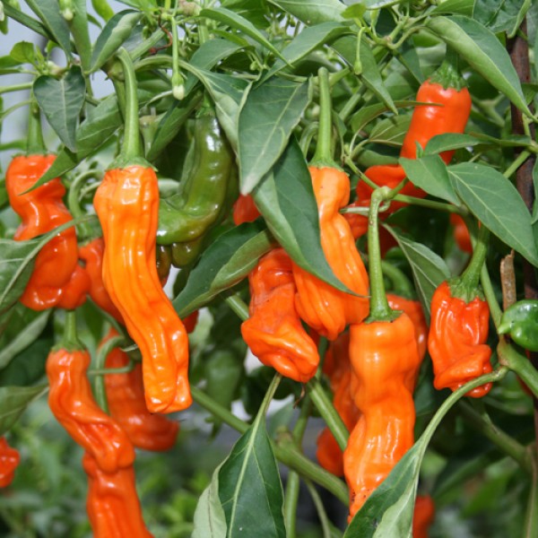 Peter Pepper Orange Chili Seeds