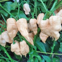 Trinidad_Scorpion_Moruga_Peach_Chili_Samen_1.jpg Trinidad_Scorpion_Moruga_Peach_Chili_Samen_1.jpg