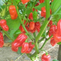 Habanero_Malaysia_Chili_Samen_1.jpg Habanero_Malaysia_Chili_Samen_1.jpg