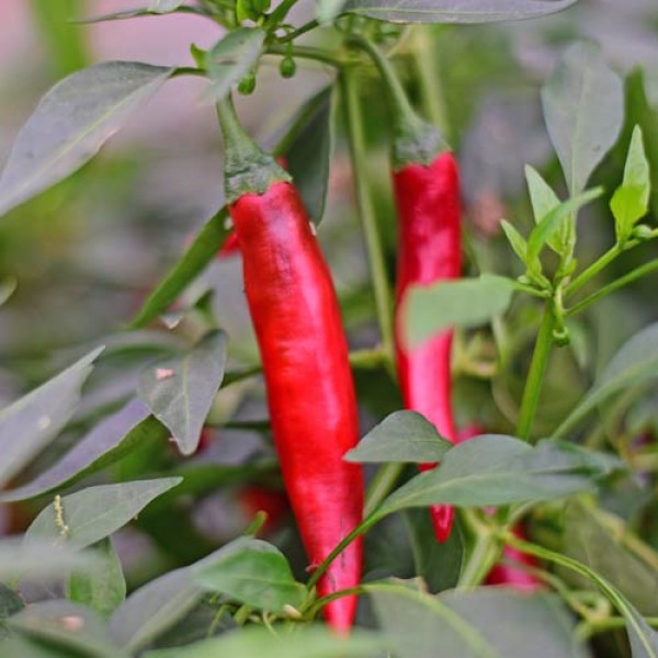 Fireflame Chili 1000 Stk.