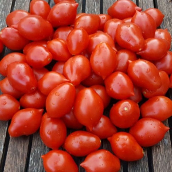 Piennolo del Vesuvio Tomato Seeds