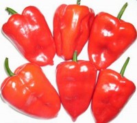 Organic Ancho Poblano Chili Seeds Organic Ancho Poblano Chili Seeds