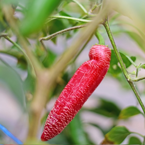 Jalapeno Farmers Market Chili Seeds 1000 Stk.