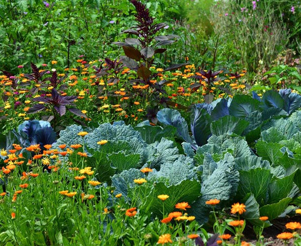 Heavy feeders and light feeders and crop rotation - tips and tricks at ...