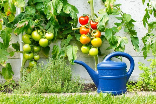 Tomato Growing Tips