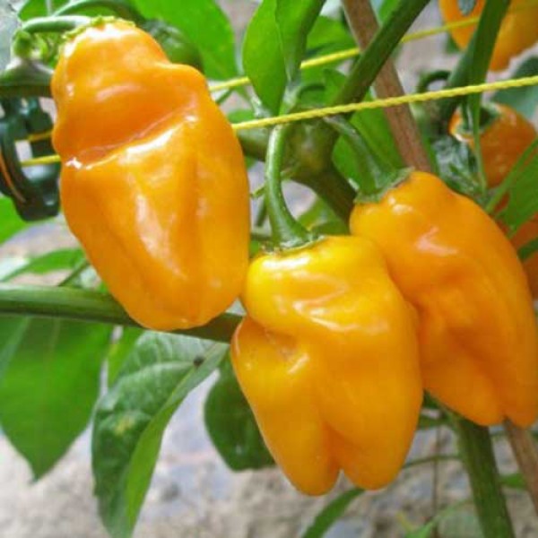 Mako_Ghana_Yellow_Chili_Samen_1.jpg