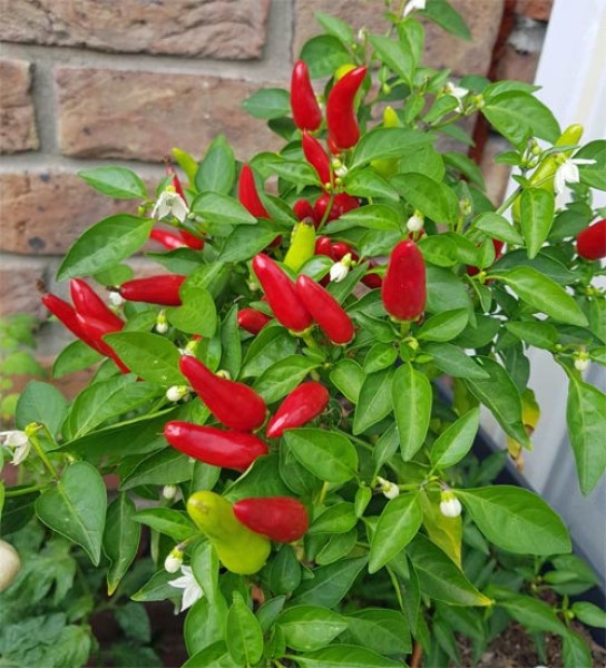 Organic Fire Kiss Red Chili Seeds