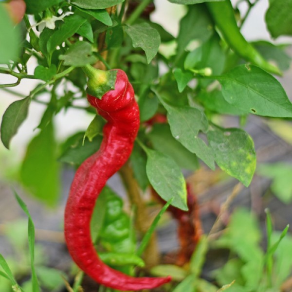 Organic Cow Horn Chili Seeds 1000 Stk.