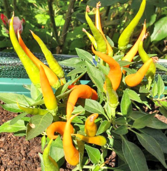 Naschzipfel Orange - Medusa Chili Seeds