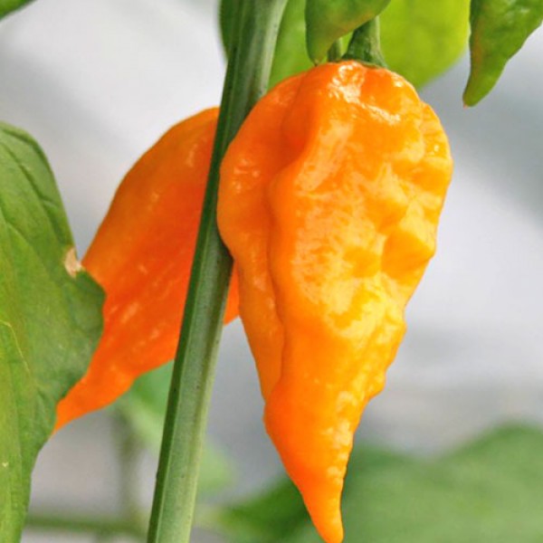 Naga Morich Yellow Chili Seeds