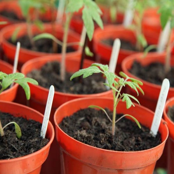 Sowing Tomatoes