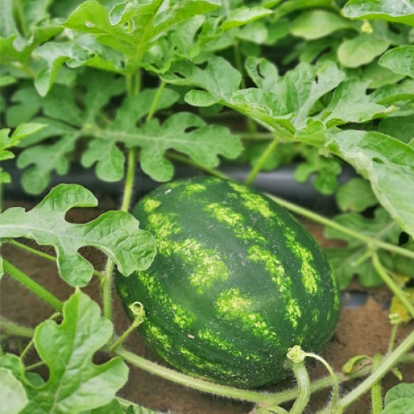 Growing Melons