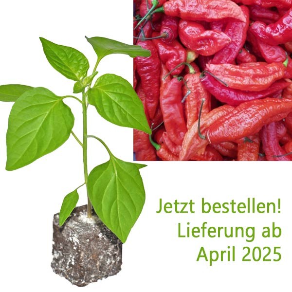 Organic Naga Jolokia Chili Plant