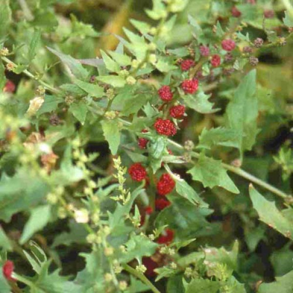 Erdbeere_Strawberry_Sticks_Samen_1.jpg