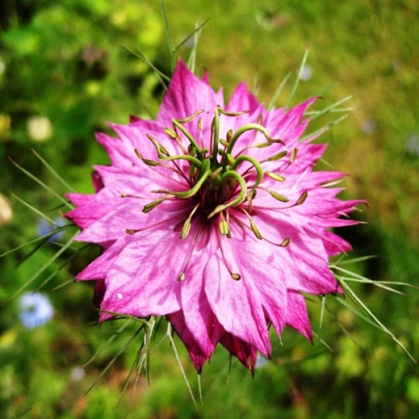 Jungfer_im_Gruenen_Mulberry_Rose_Samen_1.jpg