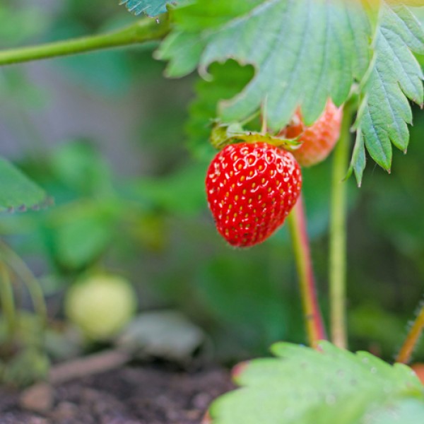 Growing Strawberries