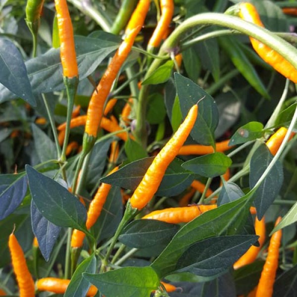 Thai Orange Hot Chili Seeds