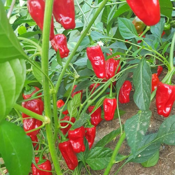 Hinklehatz Red Chili Seeds