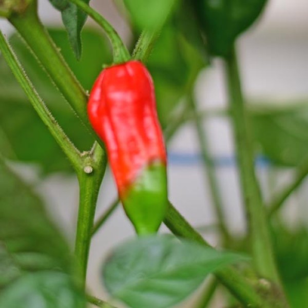 Habanero Caribbean Red Chili Seeds 1000 Stk.