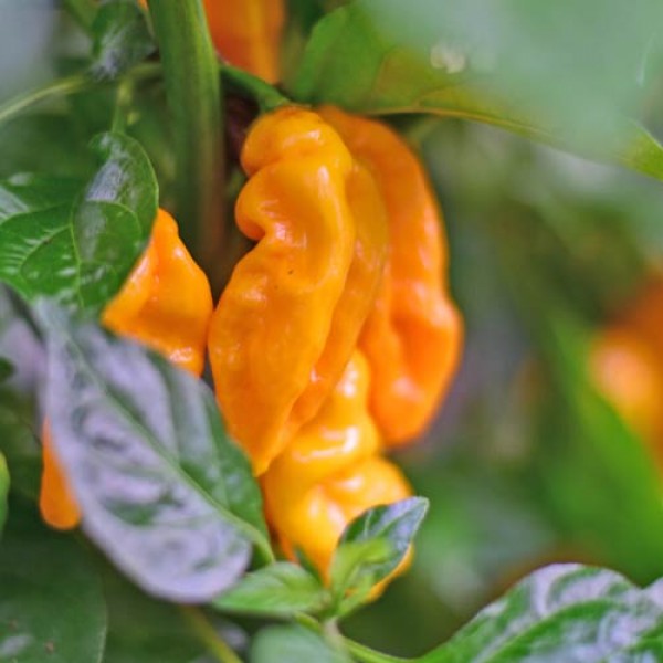 Organic Lucifer´s Dream Yellow Chilli Seeds 1000 Stk.