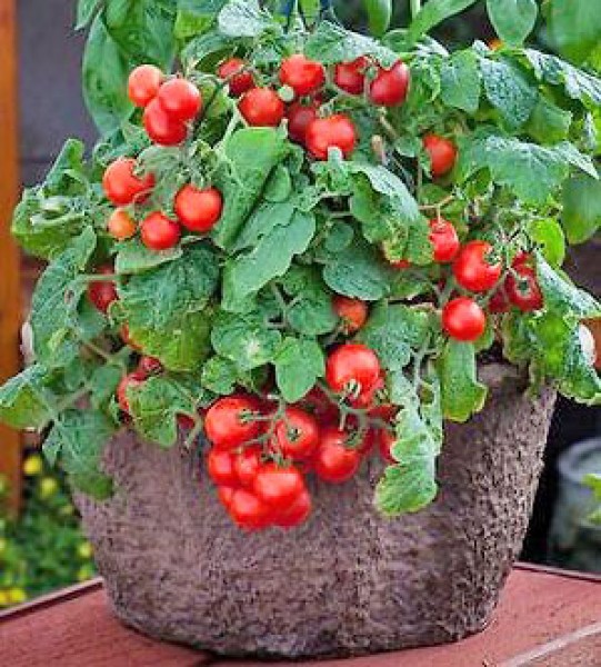 Red Robin Tomato Seeds