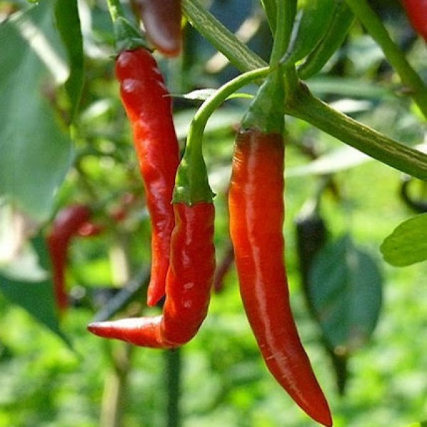 Chile De Árbol Chili Seeds