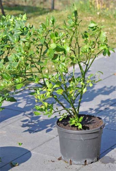 Cutting back Chili Plants