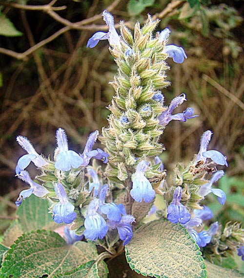 Mexican Chia (Salvia hispanica) Seeds - buy online at chili-shop24.com