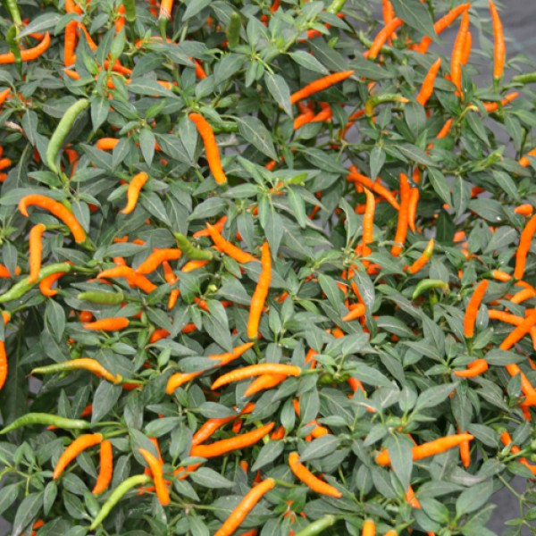 Thai Orange Hot Chili Seeds