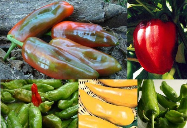 Chili Cultivation Diary 2014