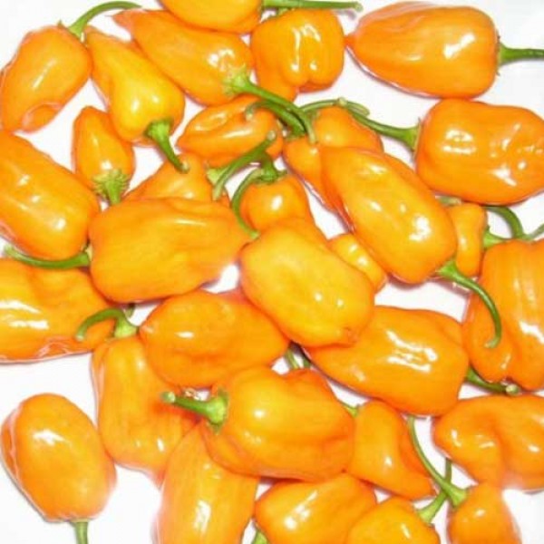 Habanero_Francisca_Yellow_TM_Chili_Samen_1.jpg