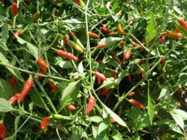 Guam Boonies Chili Seeds