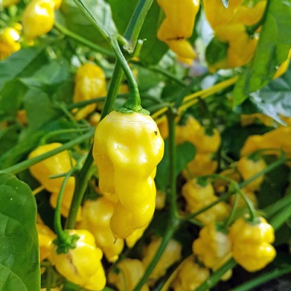 Habanero Hot Lemon Chili Seeds