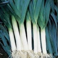 Porree_Blue_de_Solaise_Samen_1.jpg Porree_Blue_de_Solaise_Samen_1.jpg