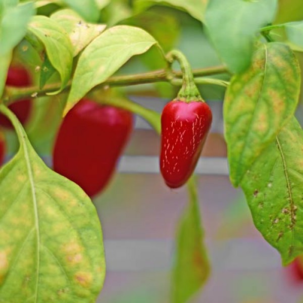 Jalapeno Craigs Grande Chili Seeds