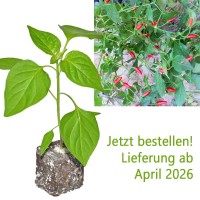 BIO_Piri_Piri_Chili-