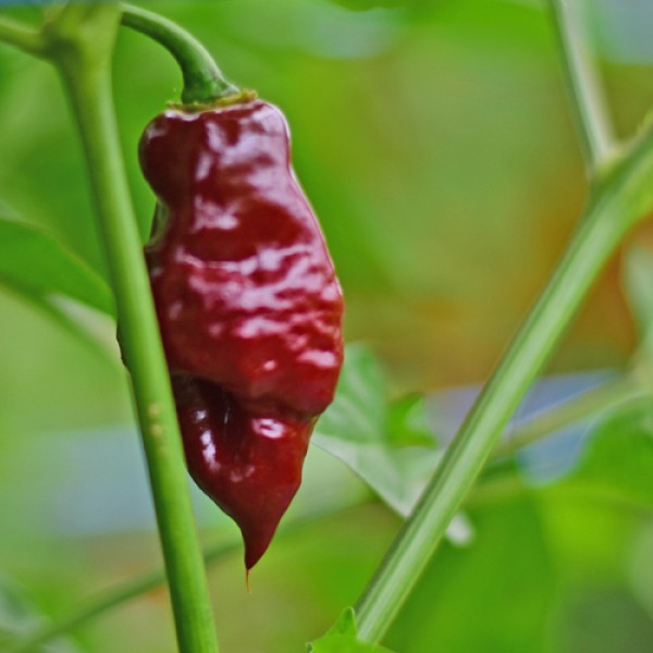 Organic Devils Tongue Chocolate Chili Seeds 1000 Stück