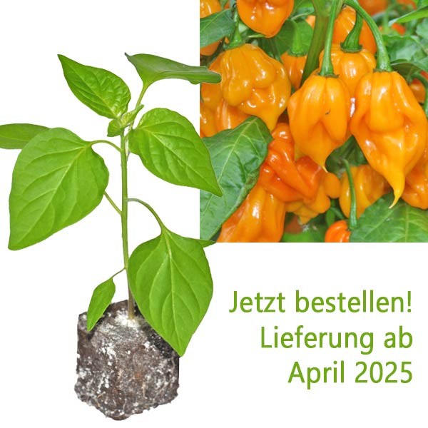 BIO_Trinidad_Scorpion_Yellow_Chili-Pflanze_01.jpg