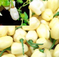 Habanero_Limo_Blanco_Chili_Samen_1.jpg Habanero_Limo_Blanco_Chili_Samen_1.jpg