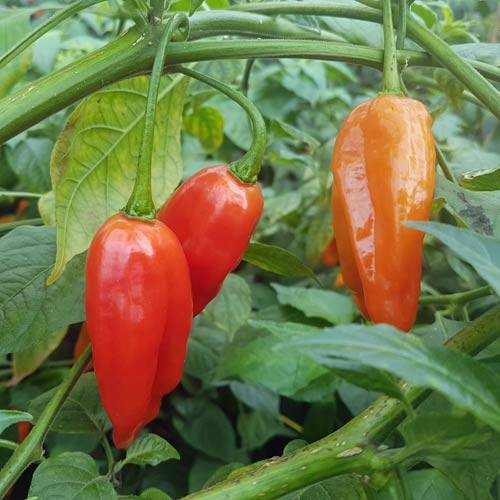 Aji Limo Rojo Chili Seeds