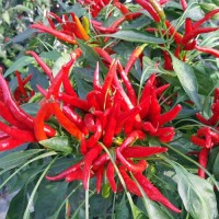 Thai_Super_Chili_Chili_Samen_1.jpg Thai_Super_Chili_Chili_Samen_1.jpg